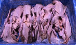 老鸭视频,揭秘短视频时代的魅力与挑战